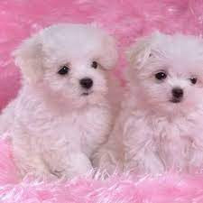 Chien
Chiots Bichon Maltais lof