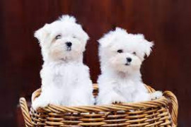 Chien
Chiots bichon maltais non lof