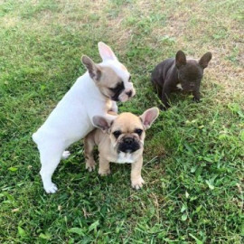 Chien
Chiots bouledogue français