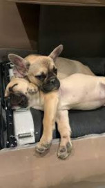 
                                                                                        Chien
                                                                                         Chiots bouledogues francais