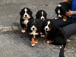 Chien
chiots Bouvier Bernois
