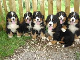Chien
Chiots Bouvier Bernois