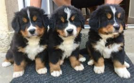 Chien
Chiots bouvier bernois LOF