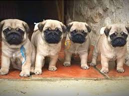 Chien
Chiots carlin femelle et male