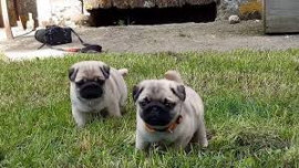 Chien
Chiots Carlins Inscrit Au LOF