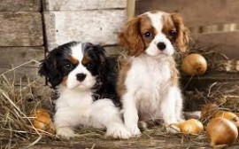 Chien
Chiots cavalier king Charles disponibles
