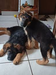 Chien
Chiots de type berger allemand