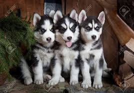 Chien
Chiots husky de Sibérie