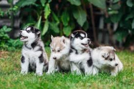 Chien
Chiots Husky de Siberie