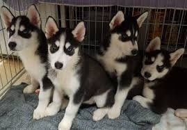 
                                                                        Chien
                                                                         Chiots  Husky de Sibérie à donner