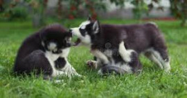 Chien
Chiots Husky Sibérien LOF