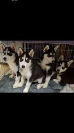 Chien
chiots husky sibérien LOF