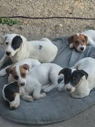 Chien
chiots jack Russel
