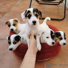 
                                                                        Chien
                                                                         chiots jack Russell non LOF