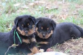 Chien
Chiots Rottweiler pour adoption