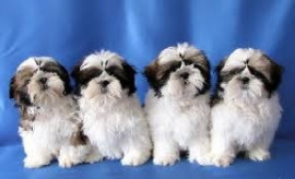 Chien
Chiots Shi Tzu à disponibles
