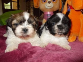Chien
Chiots Shi Tzu à disponibles