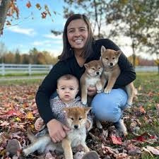 Chien
Chiots Shiba inu