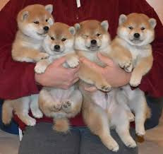 
                                                                        Chien
                                                                         Chiots Shiba inu