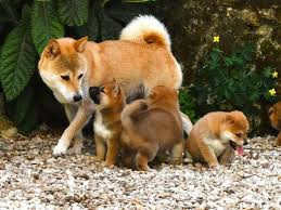 Chien
Chiots Shiba Inu mâles et femelles LOF