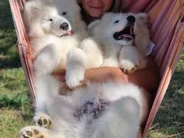Chien
Chiots type Samoyède