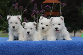 Chien
Chiots westie disponibles