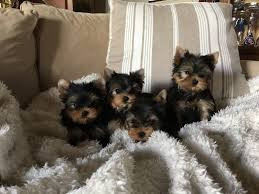 
                                                                        Chien
                                                                         Chiots Yorkshire