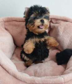 
                                                                                        Chien
                                                                                         Chiots yorkshire terrier disponible