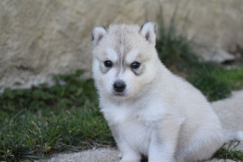
                                                                        Chien
                                                                         Disponible 2 Chiot husky sibérien