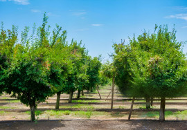 
                                                                                        Vente
                                                                                         DOMAINE PRUNICOLE 65 ha - AGEN
