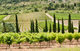 
                                                                                        Vente
                                                                                         DOMAINE VITICOLE EN PROVENCE 200 HA