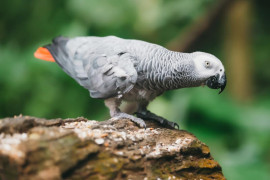 
                                                                                        Oiseau
                                                                                         Donne magnifique Perroquet Gris du Gabon