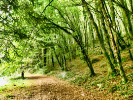 Vente
DORDOGNE LOGIS MOULIN A EAU 8 HA