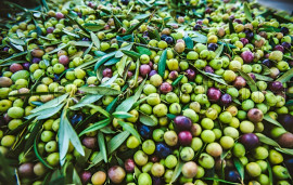 Vente
ESPAGNE OLIVERAIE TRES PRODUCTIVE 375 HA