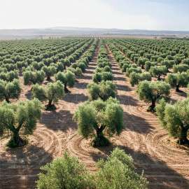 Vente
ESPAGNE OLIVERAIE TRES PRODUCTIVE 375 HA