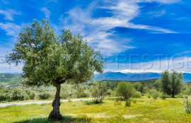 Vente
ESPAGNE OLIVERAIE TRES PRODUCTIVE 375 HA
