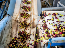 Vente
ESPAGNE OLIVERAIE TRES PRODUCTIVE 375 HA