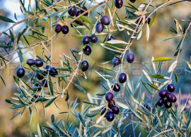 Vente
ESPAGNE OLIVERAIE TRES PRODUCTIVE 375 HA