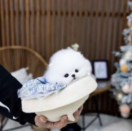 Chien
Femelle pomeranien