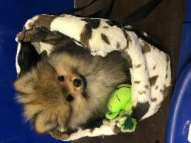 
                                                                                        Chien
                                                                                         Femelle spitz nain a donner