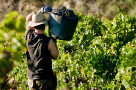 
                                                                                        Vente
                                                                                         GERS PROPRIETE VITICOLE EN BAS ARMAGNAC 14 HA