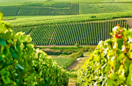 
                                                                                        Vente
                                                                                         GERS PROPRIETE VITICOLE EN BAS ARMAGNAC 14 HA