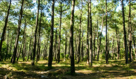 
                                                                                        Vente
                                                                                         GIRONDE FORET D'INVESTISSEMENT 77 HA