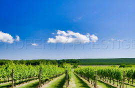 
                                                                                        Vente
                                                                                         GOLFE SAINT TROPEZ TERROIR VITICOLE 11 HA