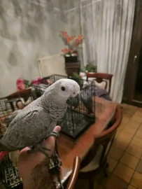 
                                                                                        Oiseau
                                                                                         gris du Gabon