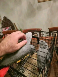 
                                                                                        Oiseau
                                                                                         gris du Gabon