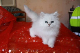 Chien
Je donne chaton Persan Chinchilla femelle