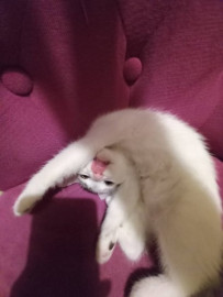 
                                                                                        Chat
                                                                                         Jolie chaton