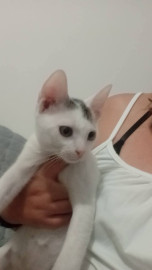 
                                                                                        Chat
                                                                                         Jolie chaton