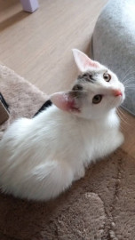 
                                                                                        Chat
                                                                                         Jolie chaton